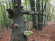 75 tronco spezzato carico di funghi...